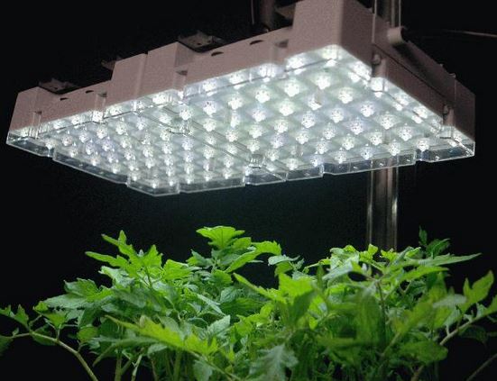 indoor led growing