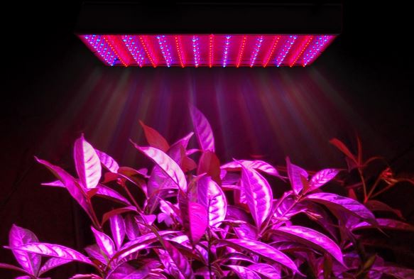 led grow light