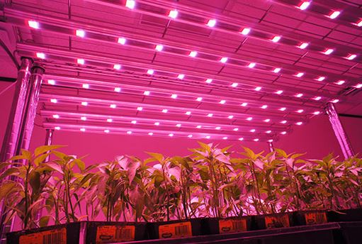 led grow lights