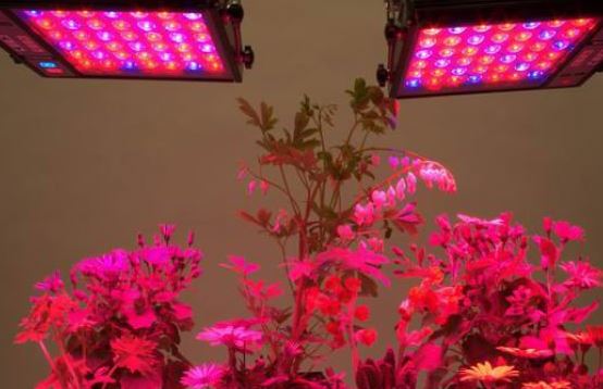 growing with led