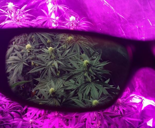 Method Seven Operator LED Grow Room Glasses