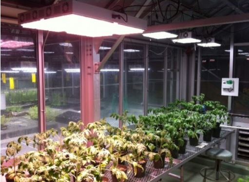 Apache Tech AT600 White and Red LED Grow Light