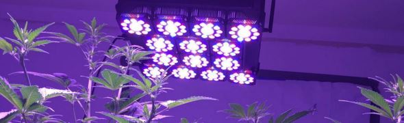 Lifted LED Town COB Full Spectrum Grow Light