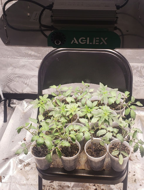 cannabis-and-tomato-seedlings-under-led-grow-light