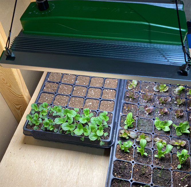 lettuce-seedlings-under-led-grow-light