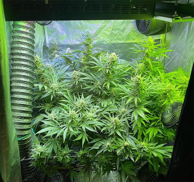 ppfd-for-weed-plants