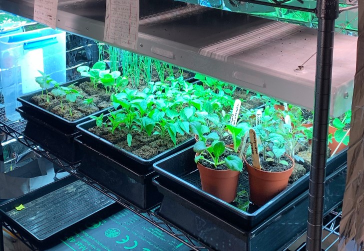 seedlings-under-led-grow-light