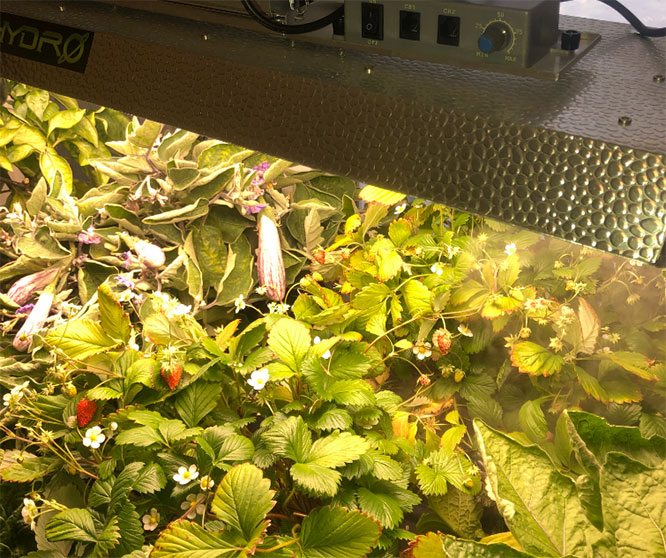 strawberries-under-indoor-led-grow-light