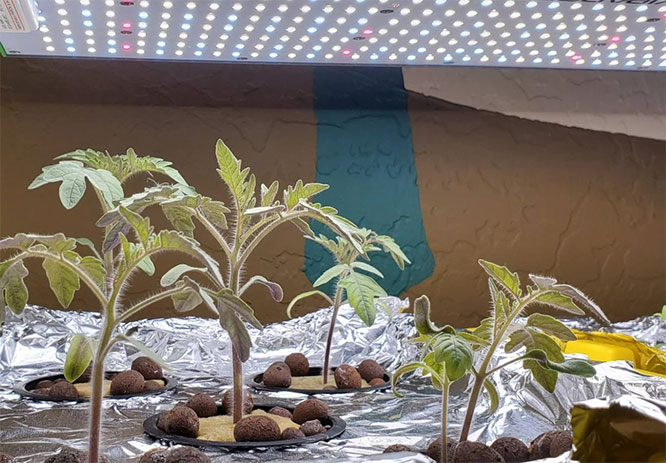 tomato-seedling-thriving-under-led-grow-light