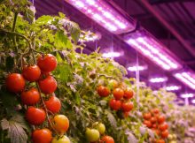 growing tomatoes under led lights