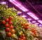 growing tomatoes under led lights
