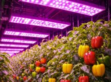 led gorw lights peppers