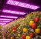 led gorw lights peppers