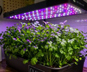 led grow cilantro
