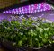 led grow cilantro