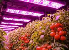 led grow lights tomatoes