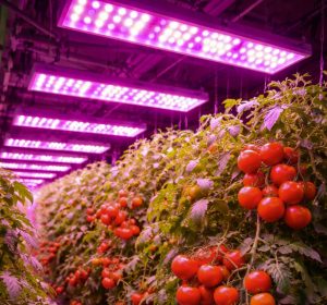 led grow lights tomatoes