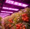 led grow lights tomatoes