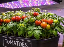 tomatoes growing under leds