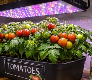 tomatoes growing under leds