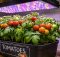 tomatoes growing under leds