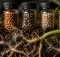 best mycorrhizal inoculants boost roots