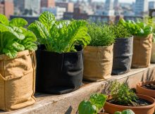 best root pouches for growing