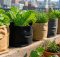 best root pouches for growing