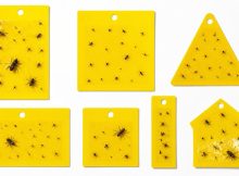 best sticky yellow insect traps