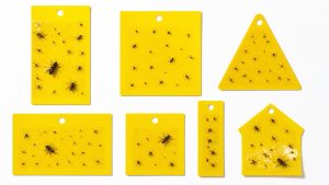 best sticky yellow insect traps