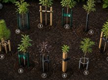 best tree stake kit recommendations