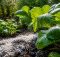 diatomaceous earth garden effectiveness