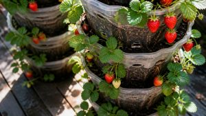 five key planter considerations for strawberries