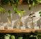 five top propagation stations for plant lovers