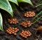 organic slug bait options that work