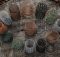 protective citrus fruit tree guards