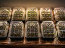 seed germination trays with humidity domes accelerate growth