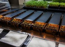 seed starting heat mats top picks