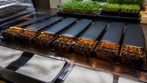 seed starting heat mats top picks