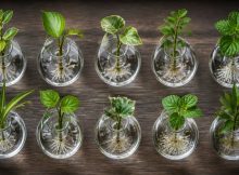 best bud vase propagation kits