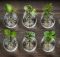 best bud vase propagation kits
