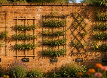 best espalier training kits