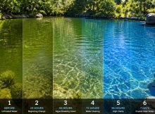 best pond algae treatments that work
