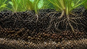 nutrient rich clear stable substrate