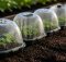 seedling warming domes for spring