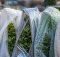 top plant frost protection wraps