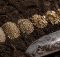 top vermiculite for garden soil