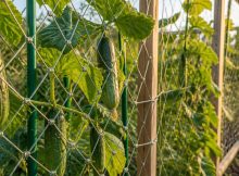 best trellis for cucumber harvest