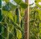 best trellis for cucumber harvest