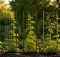 five best bean trellis netting yields